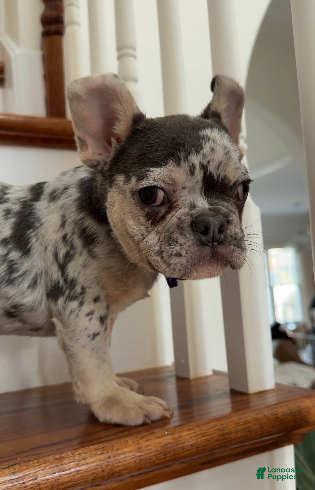 French Bulldog dogs for sale: Myles - Ad 3