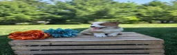 Welsh Corgi Pembroke dogs for sale: Peanut - Ad 2