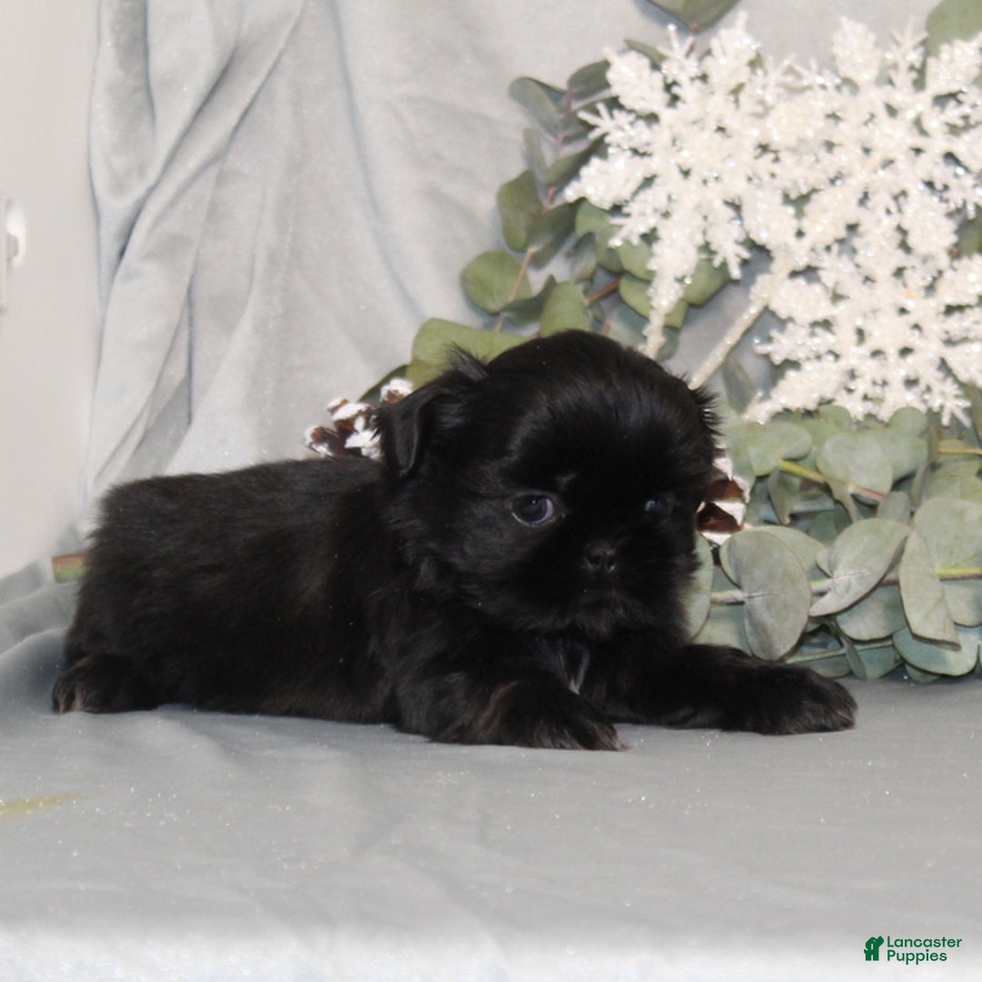 Shih Tzu dogs for sale: Raspberry AKC - Ad 3