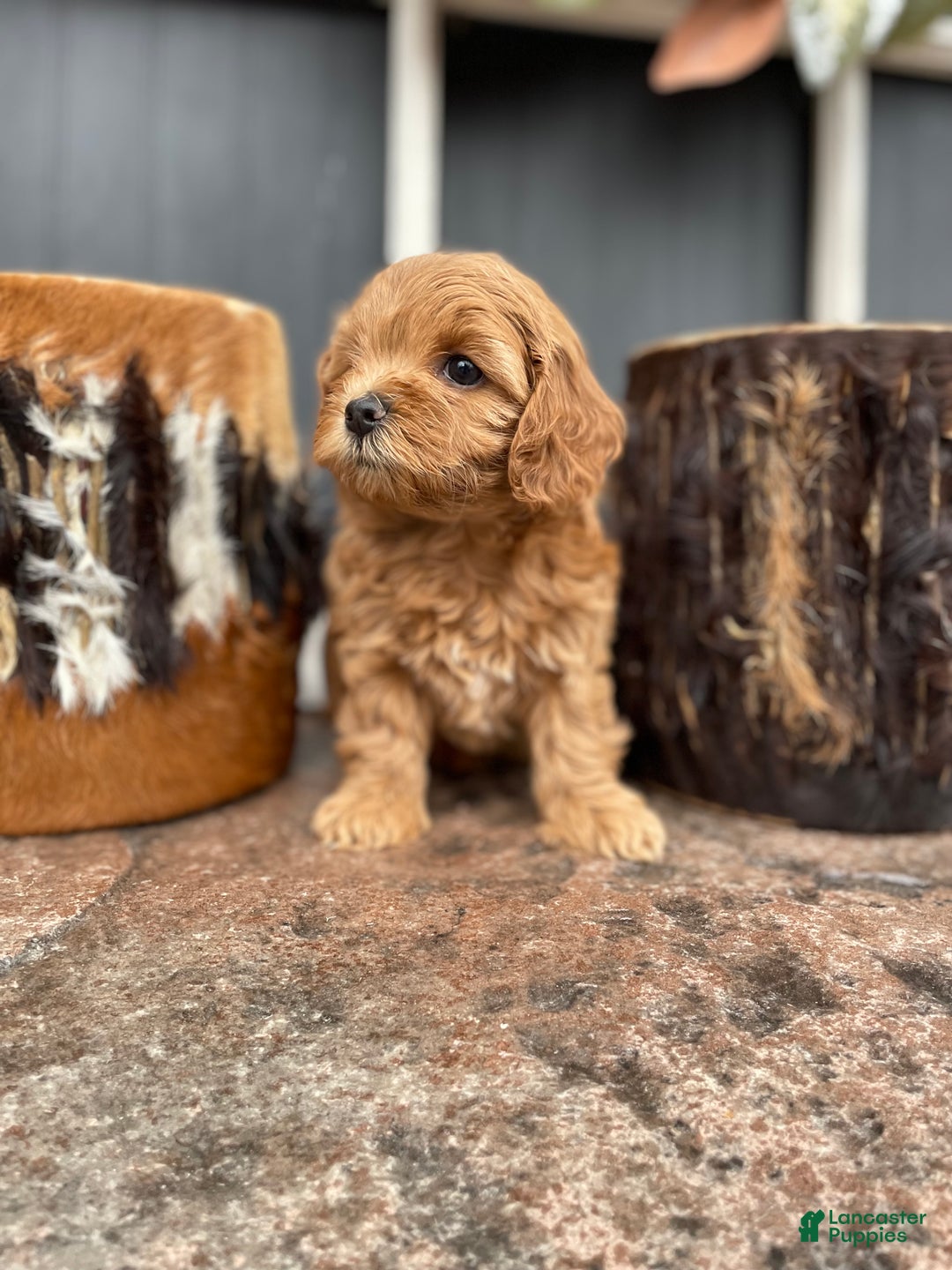 Cavapoo dogs for sale: Stella - Ad 4