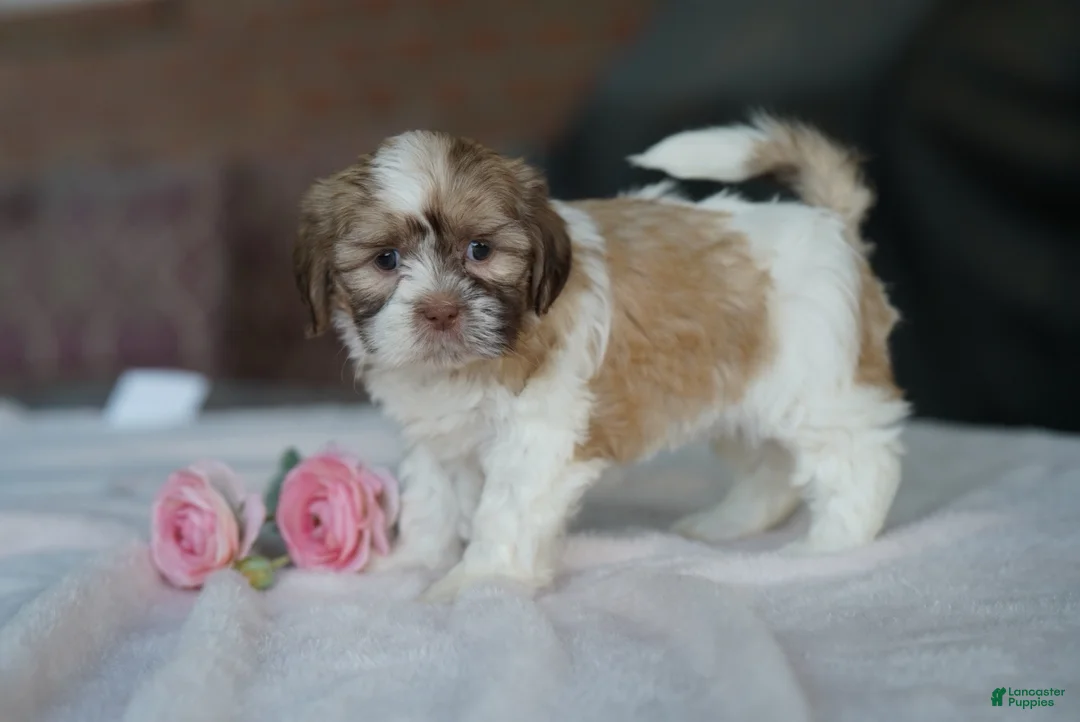 Shih Tzu dogs for sale: Female- Sage - Ad 2