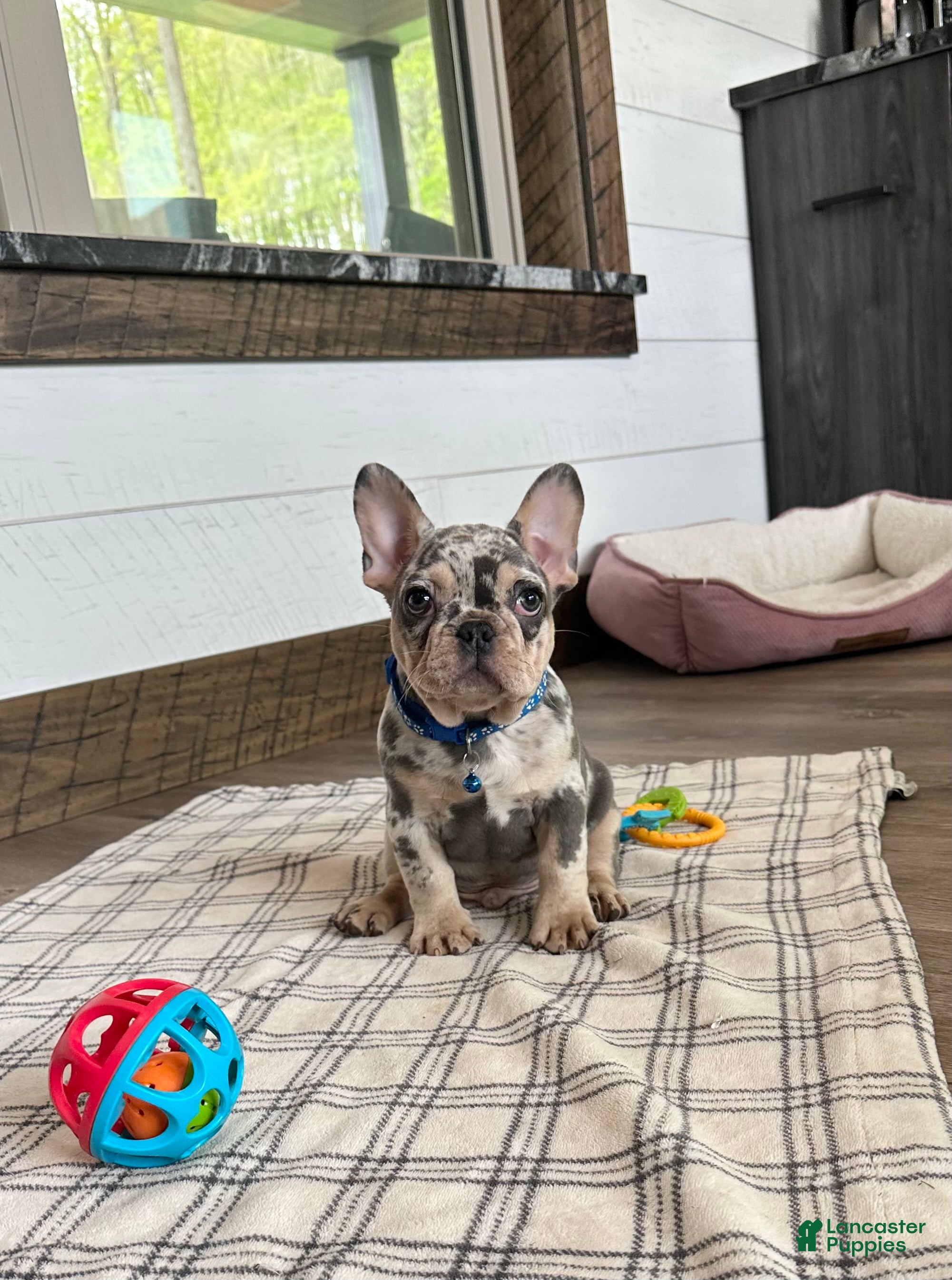 French Bulldog dogs for sale: Aspen - Ad 9