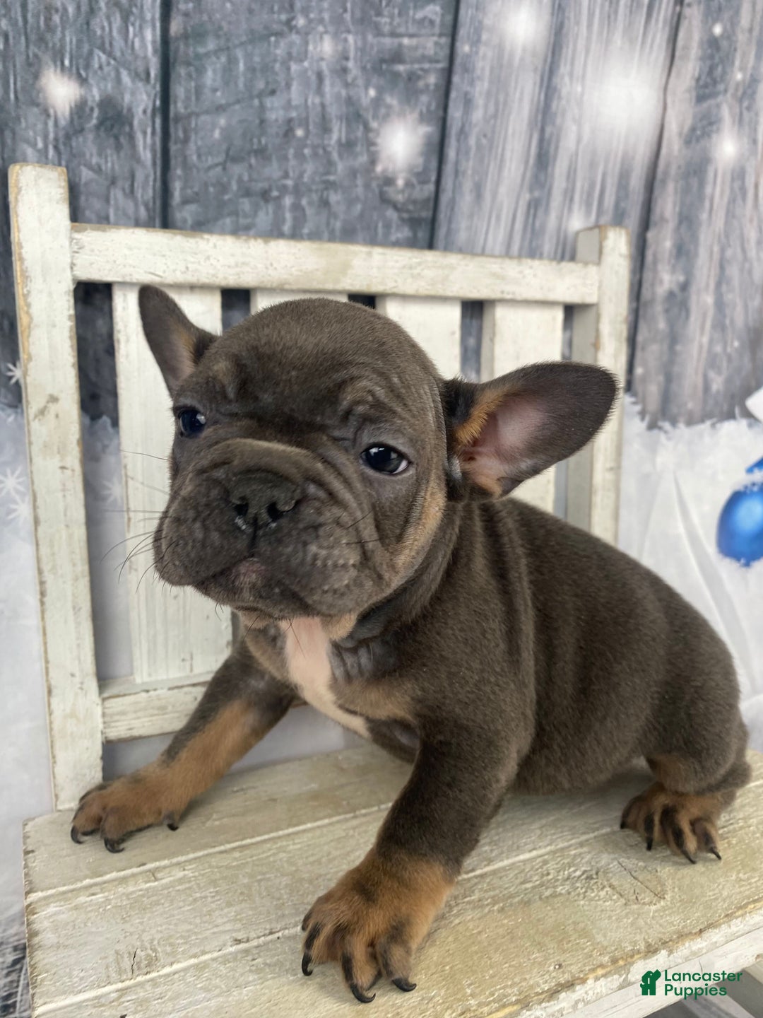 French Bulldog dogs for sale: Molly - Ad 9