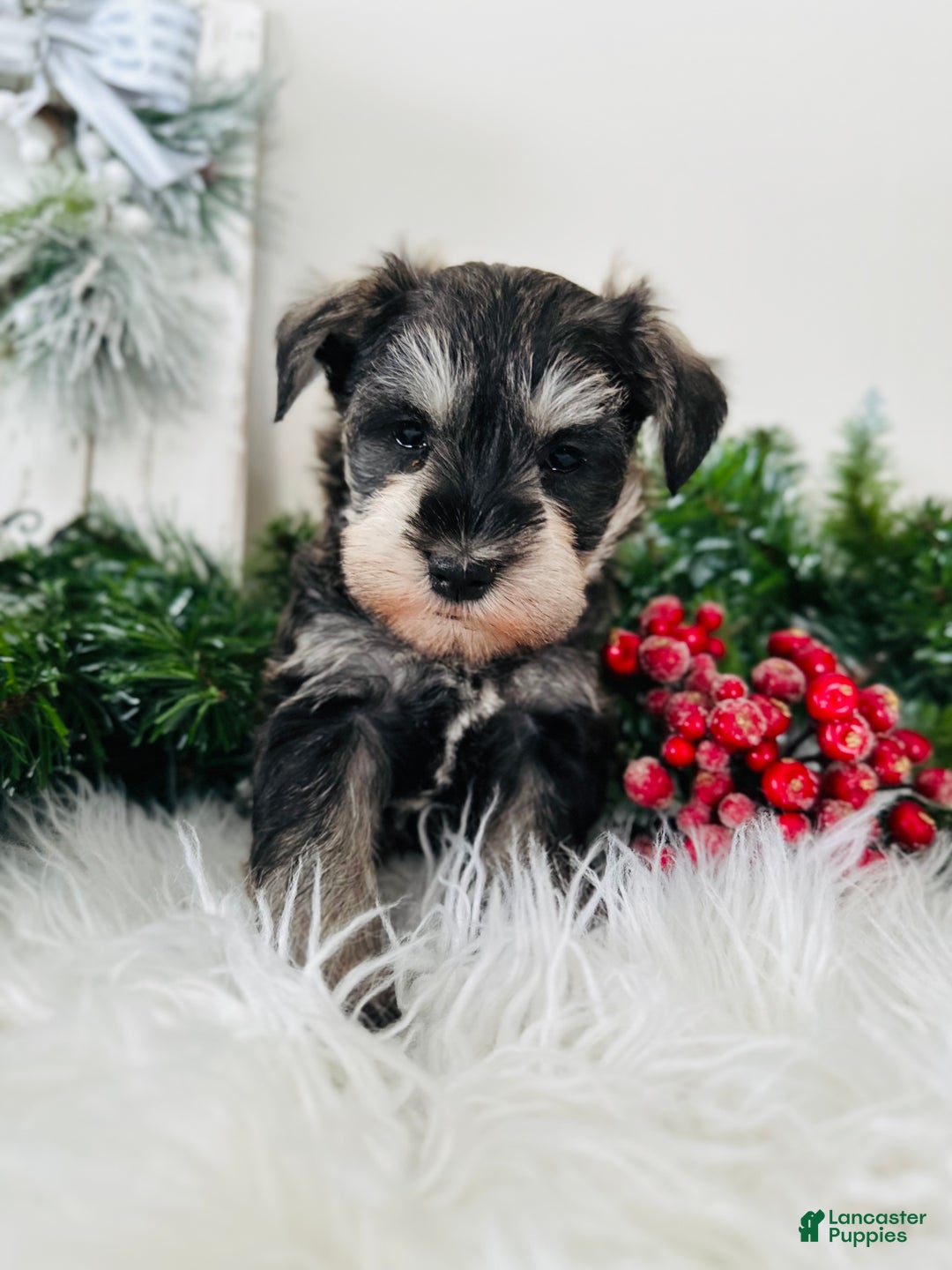 Miniature Schnauzer dogs for sale: Bandit - Ad 2