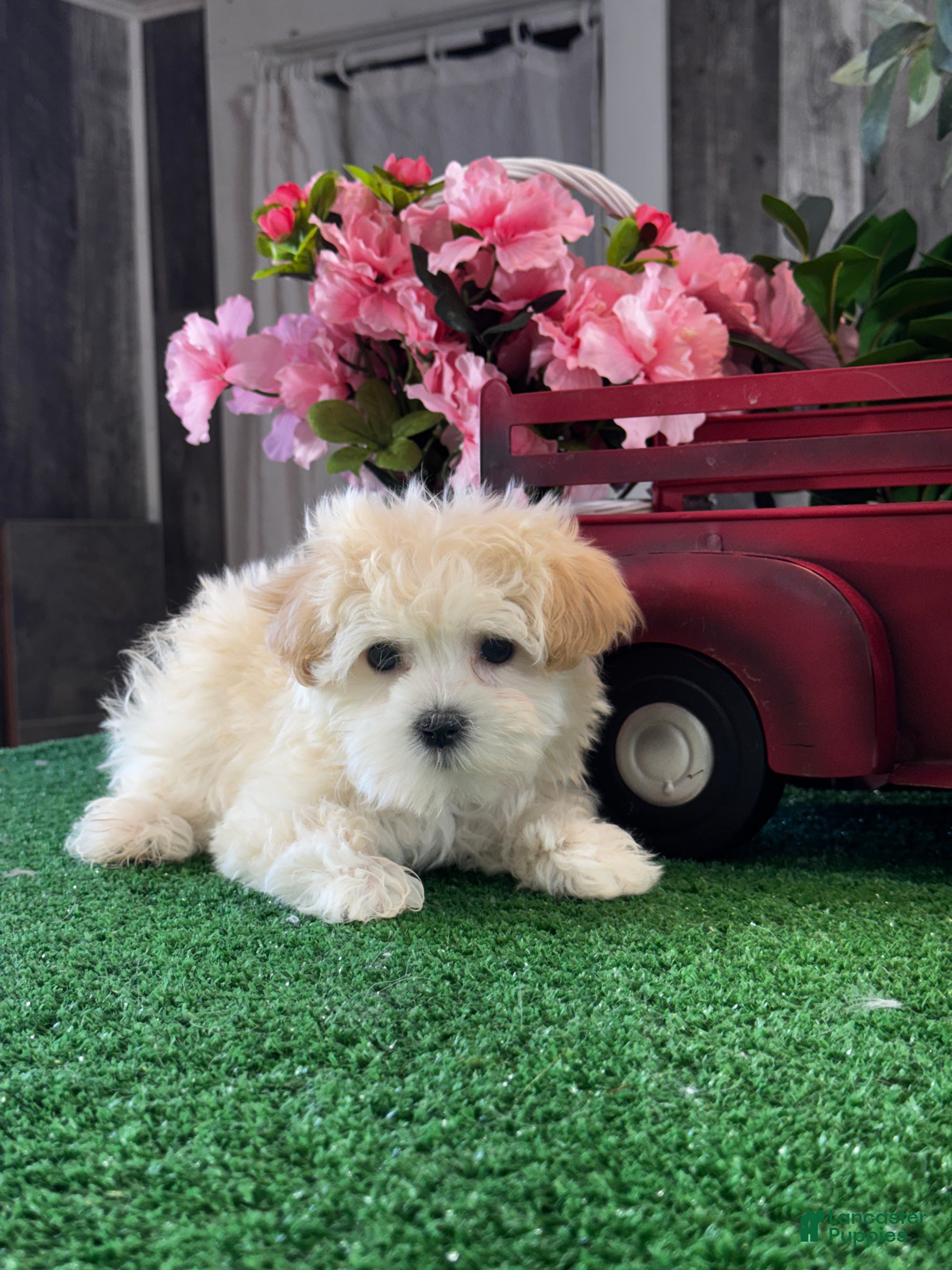 Havanese dogs Tiny Honey  - Ad 24