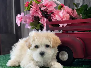 Havanese dogs Tiny Honey - Ad 25