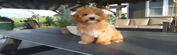 Maltipoo dogs for sale: Ranger - Ad 2