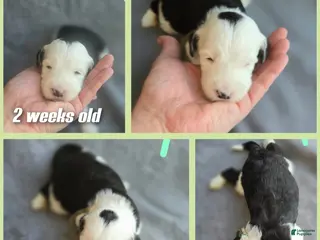 Sheepadoodle dogs Violet-mint green collar - Ad 12