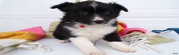 Border Collie dogs for sale: Border Collie Puppy 4 Scarlet - Ad 2