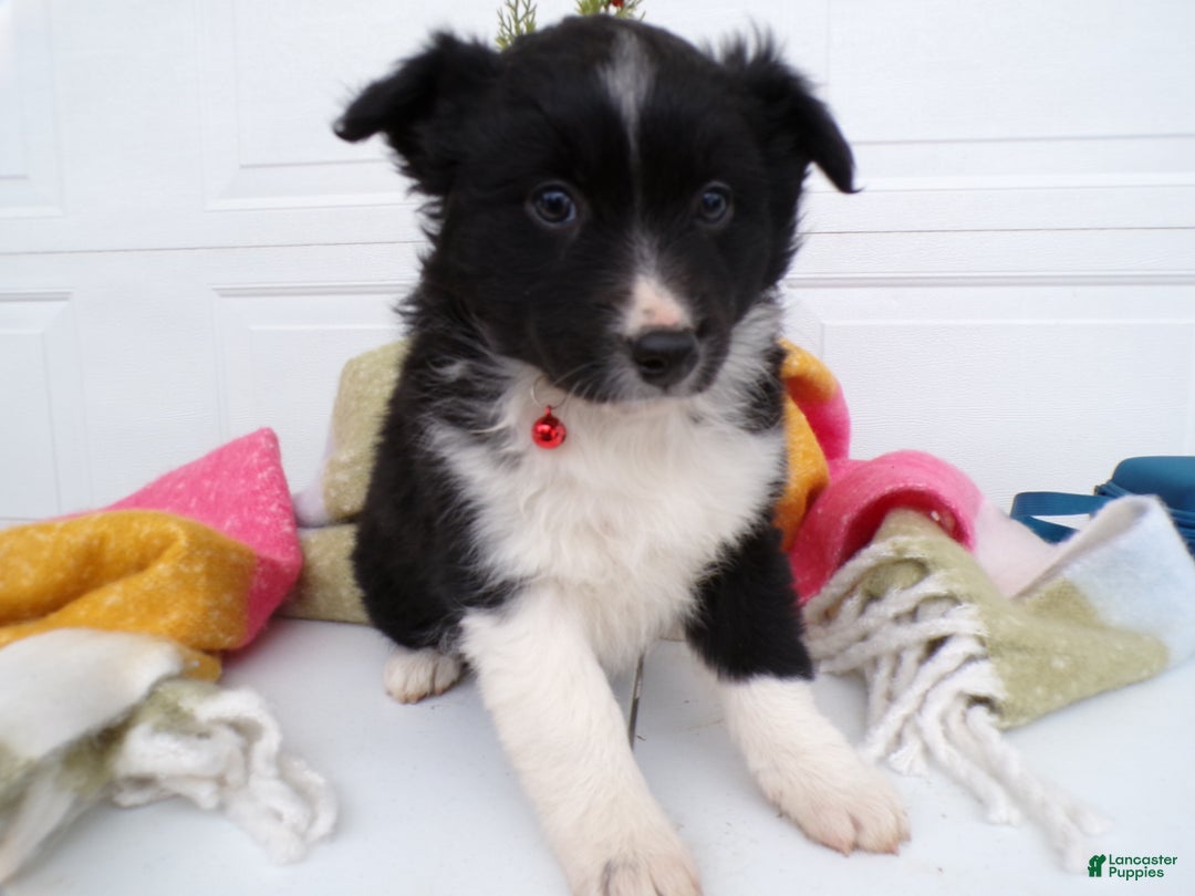 Border Collie dogs for sale: Border Collie Puppy 4 Scarlet - Ad 2