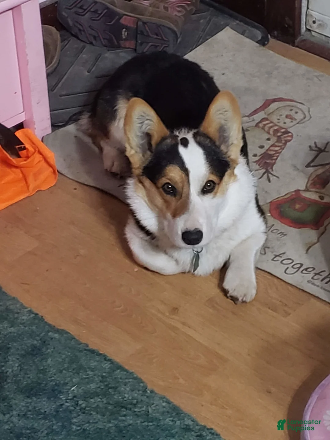 Gallery Image {{count}}