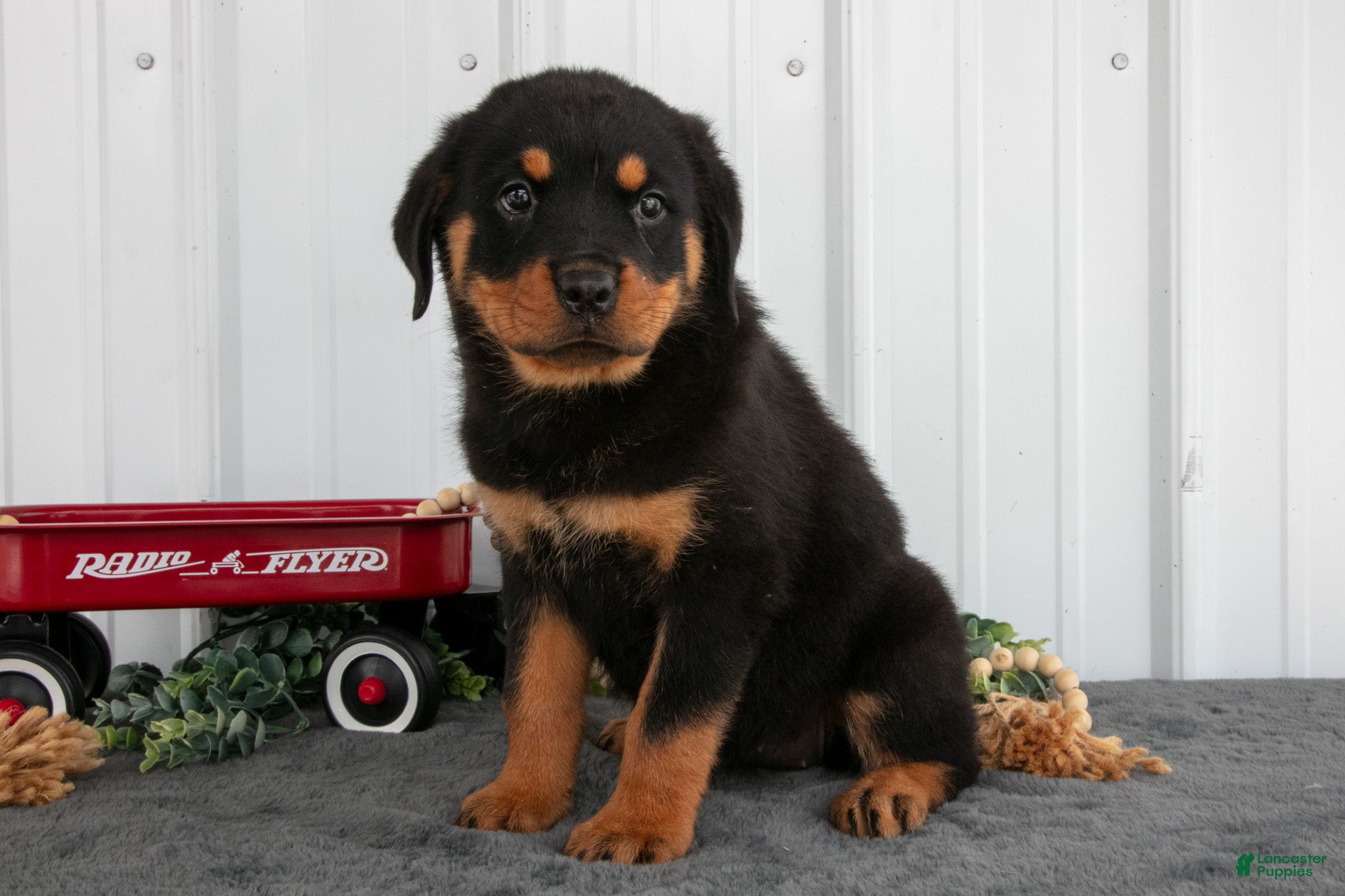 Rottweiler dogs Sally - Ad 2