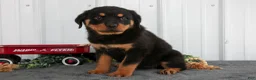 Rottweiler dogs for sale: Sally - Ad 2