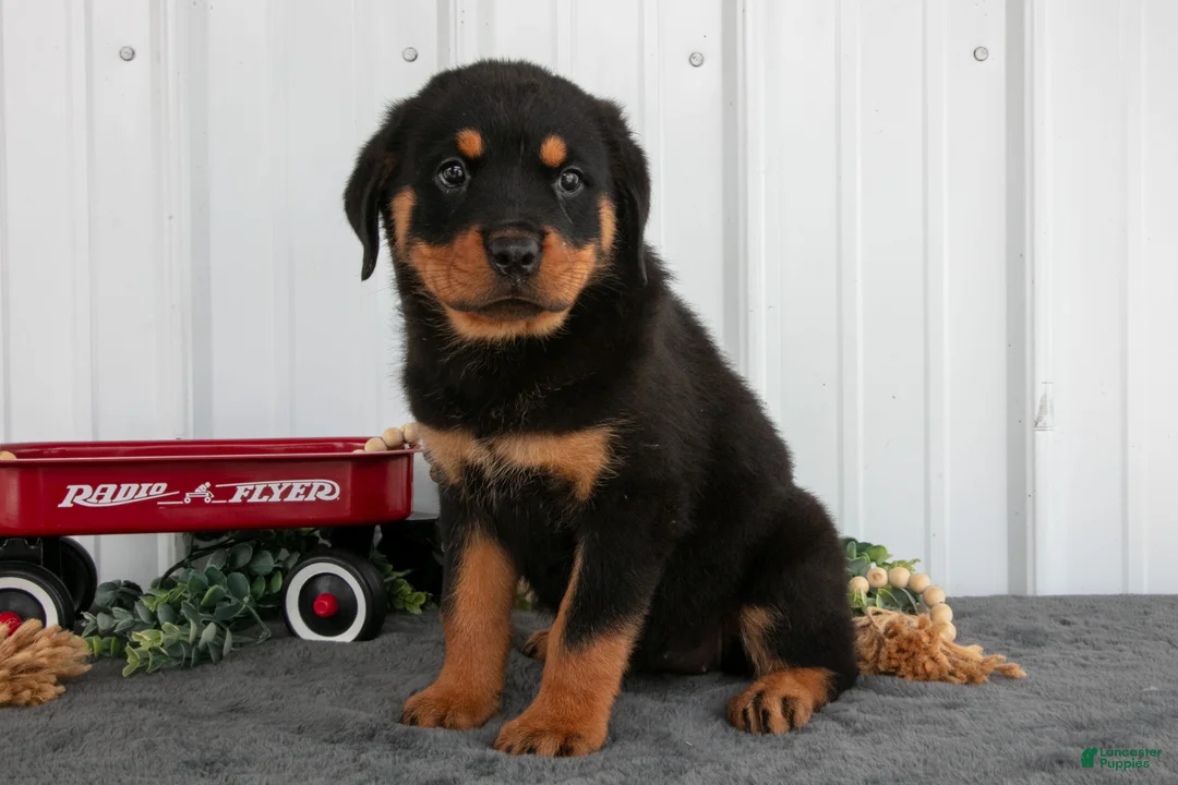 Rottweiler dogs for sale: Sally - Ad 2