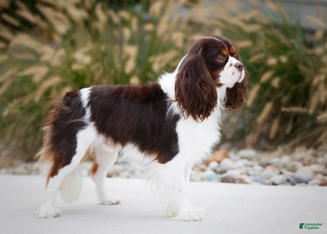 Miniature Bernese Mountain Dog dogs for sale: Midnight - Ad 6