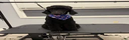 Standard Poodle dogs for sale: Standard Poodle 1 - Ad 2