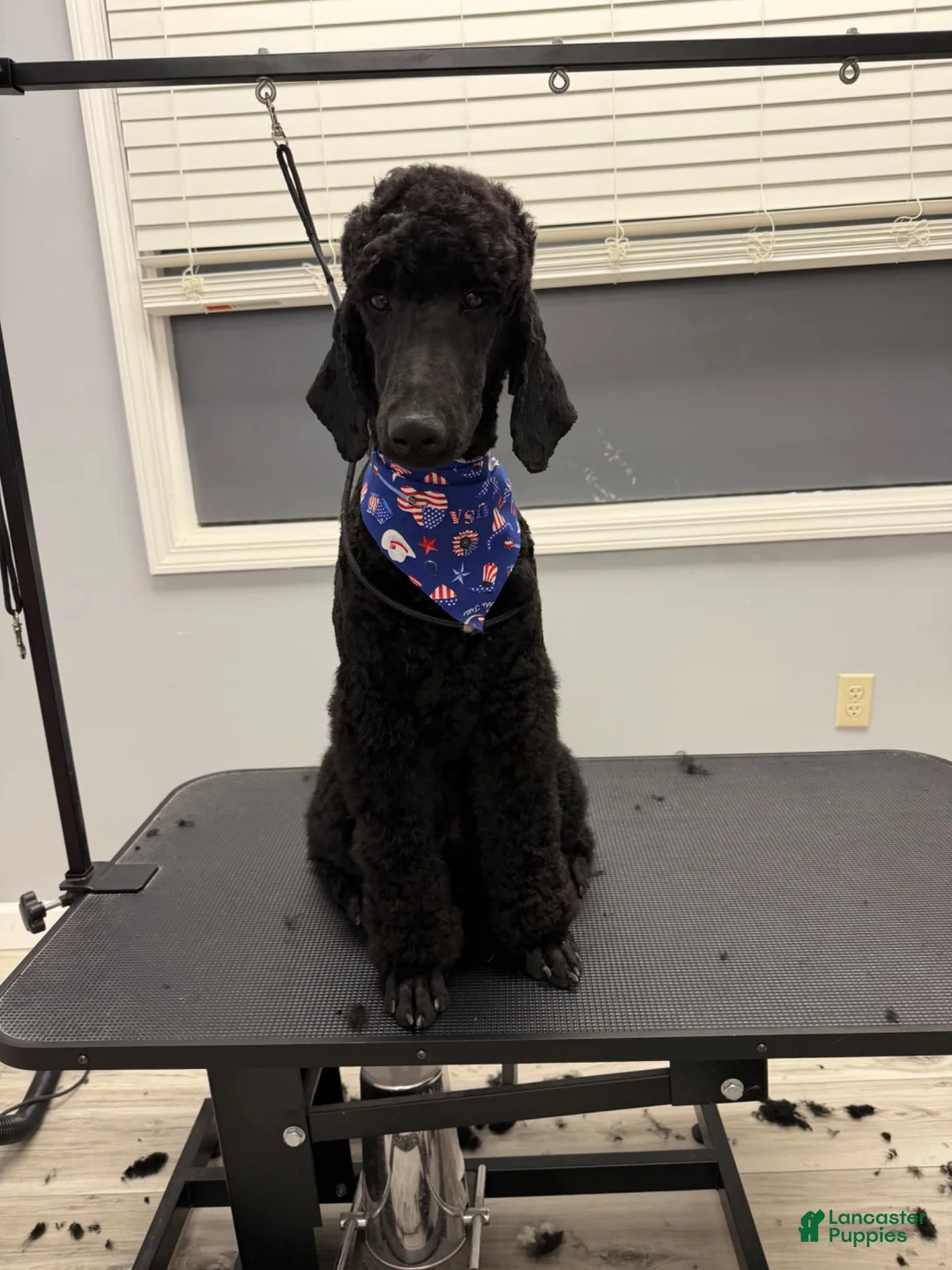 Standard Poodle dogs for sale: Standard Poodle 1 - Ad 2