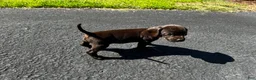 Mixed Breed dogs for sale: Orange - Ad 4