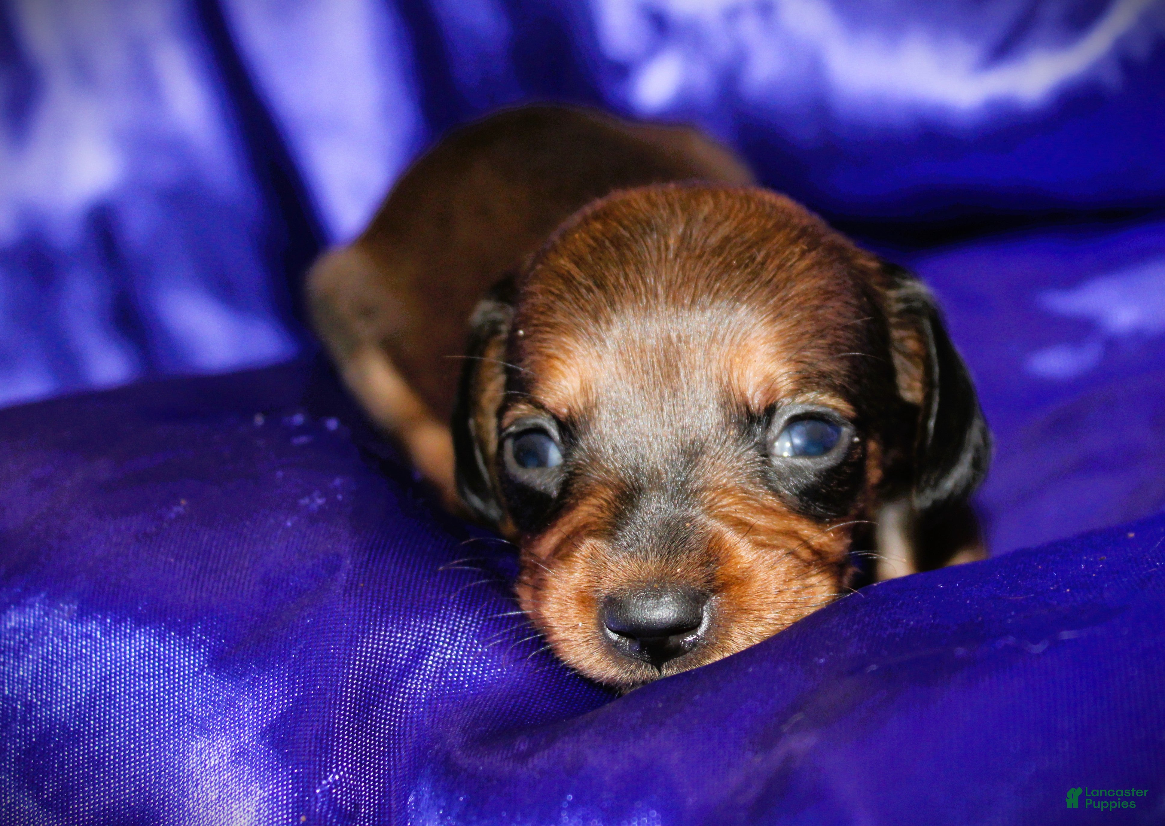 Dachshund dogs Circe - Ad 3
