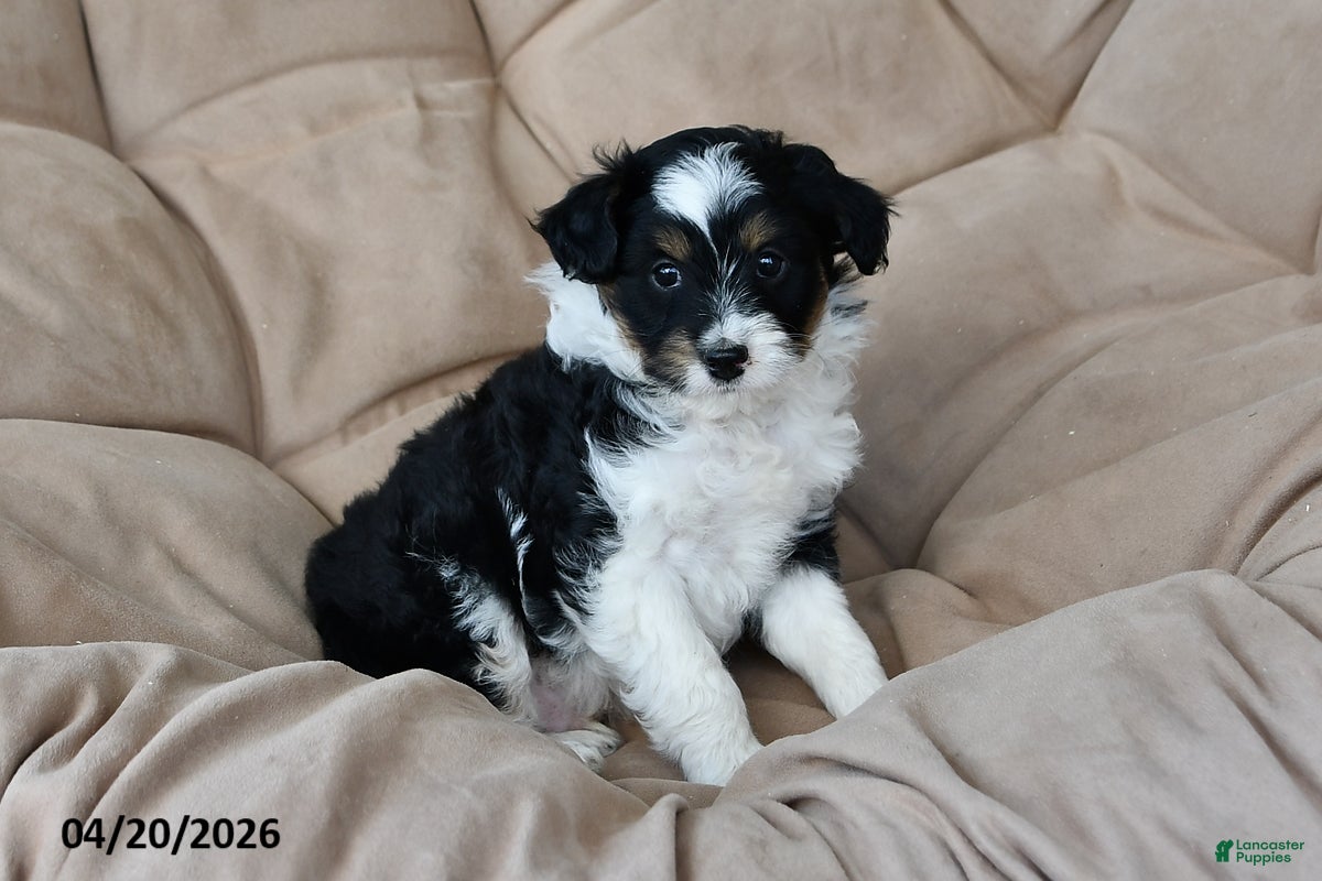 Mixed Breed dogs Duke - Ad 2