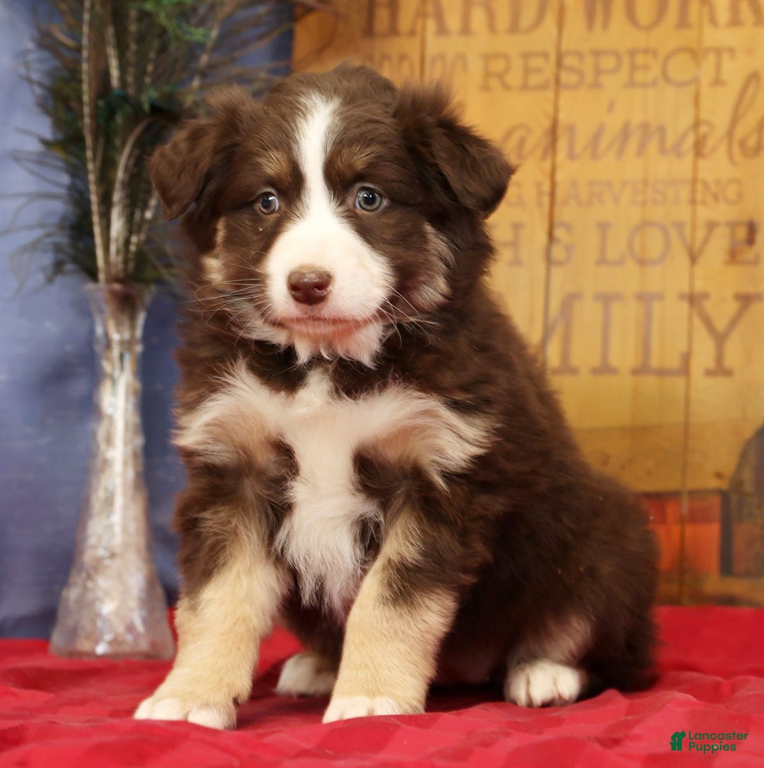 Miniature Australian Shepherd dogs for sale: Bella - Ad 2