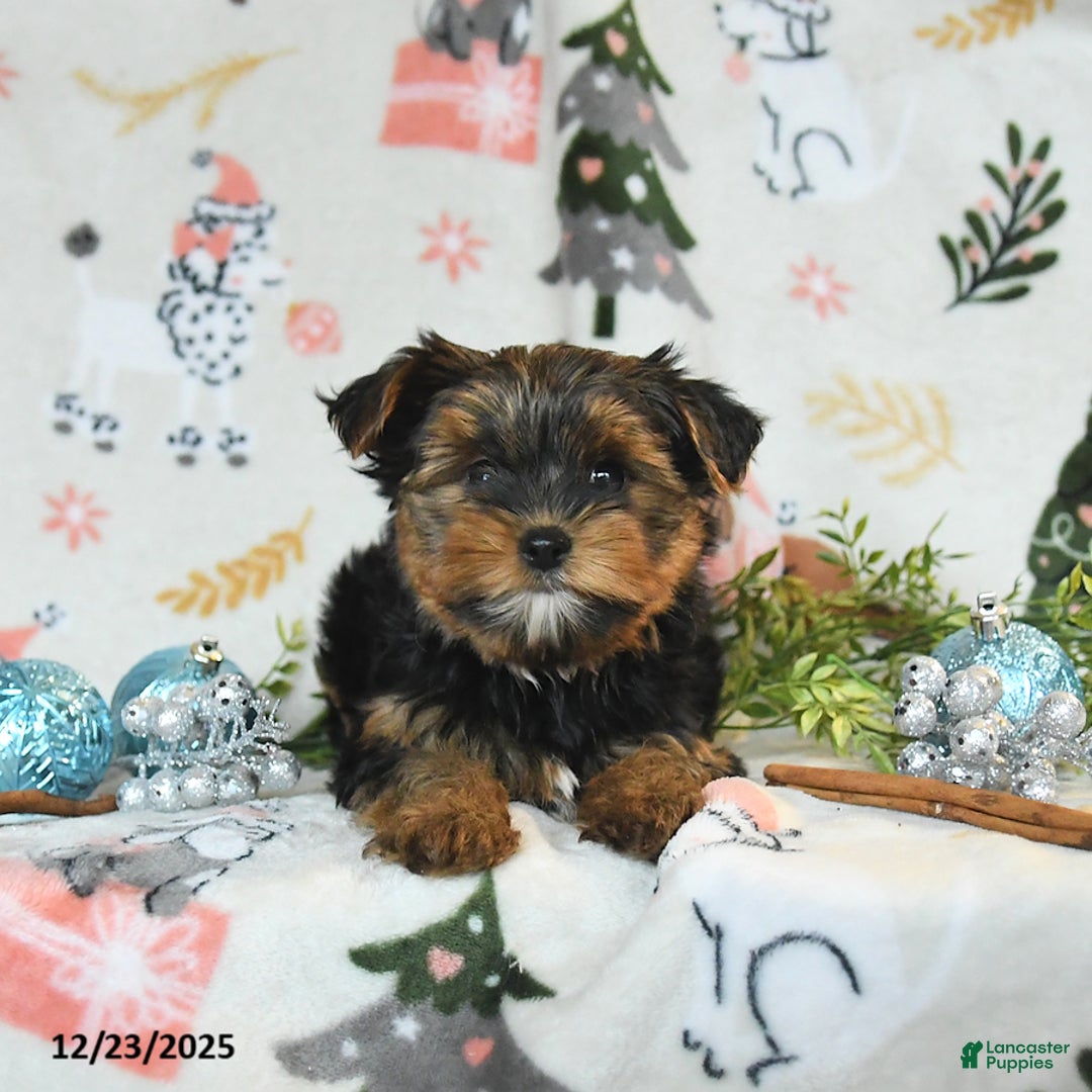 Yorkshire Terrier dogs for sale: Wesley - Ad 5