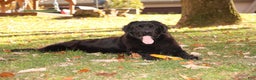 Newfoundland dogs for sale: Raven - Ad 8