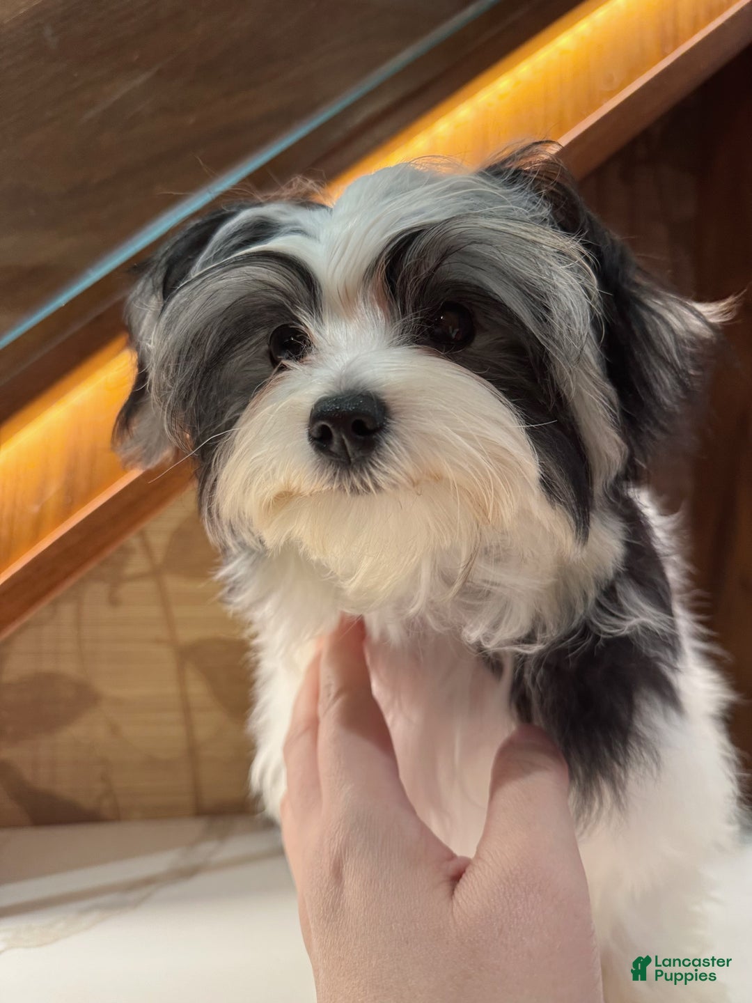Morkie dogs for sale: Eileen - Ad 2