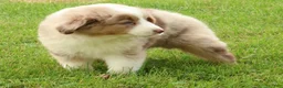 Miniature Australian Shepherd dogs for sale: Roxy - Ad 8