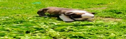 English Bulldog dogs for sale: Chloe  - Ad 8