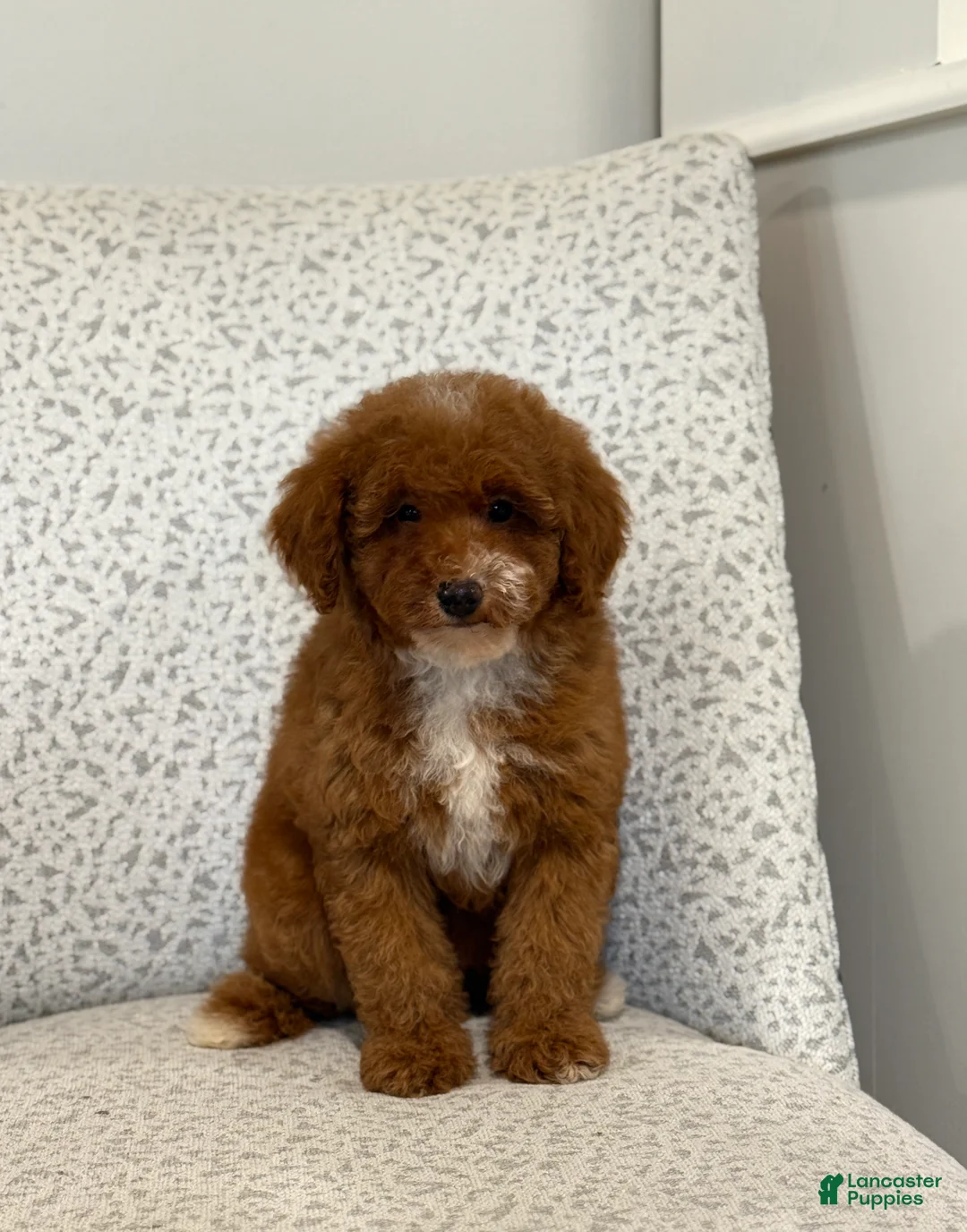 Miniature Poodle dogs for sale: Jazzy - Ad 9