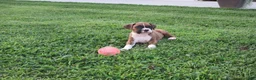 Boxer dogs for sale: Champion - Ad 9