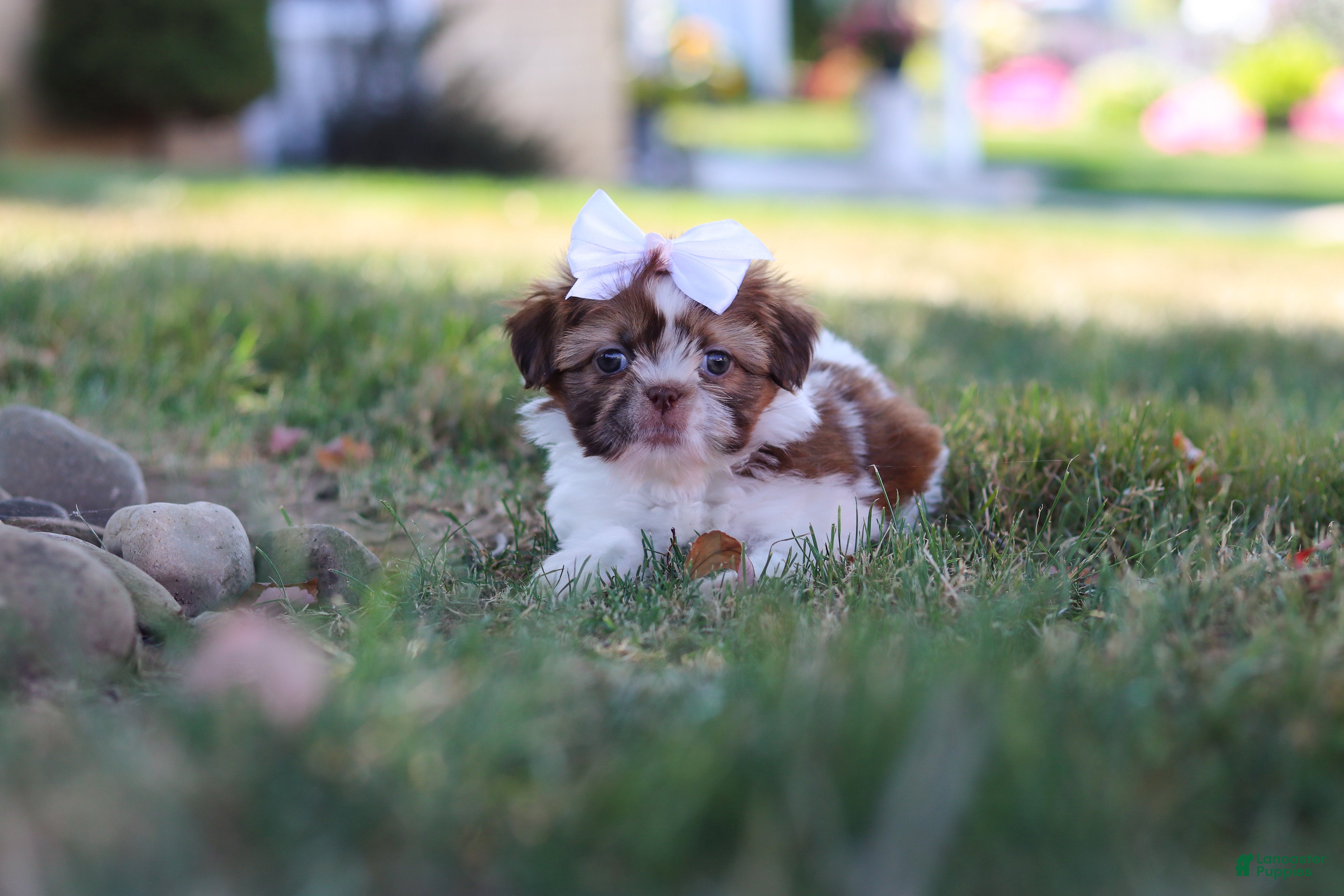 Shih Tzu dogs for sale: Juniper - Ad 2