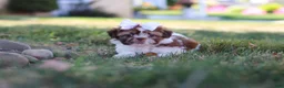 Shih Tzu dogs for sale: Juniper - Ad 1