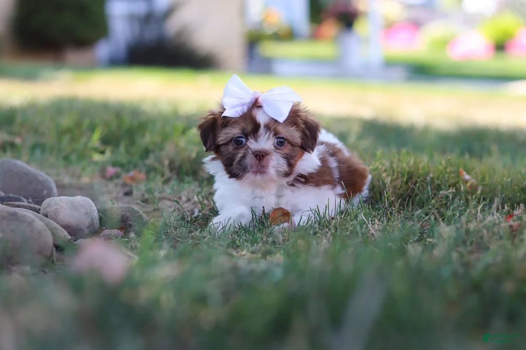 Shih Tzu dogs for sale: Juniper - Ad 1