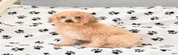 Toy Poodle dogs for sale: Tilly - Ad 6