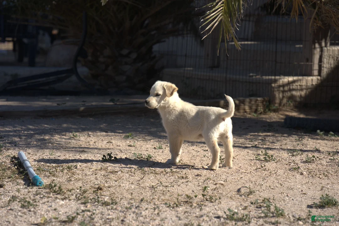 Mixed Breed dogs for sale: Toes M Lorek - Ad 21