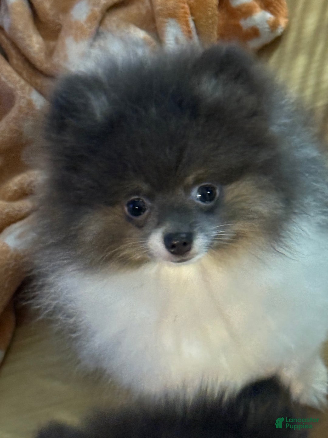 Pomeranian Dog Grey And White Pomeranian Colors Pomeranian Grey