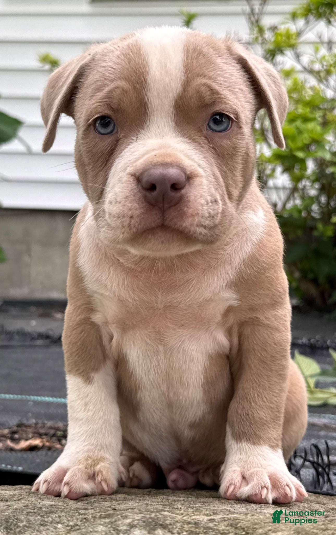 American Bully dogs Fawn Male - Ad 2