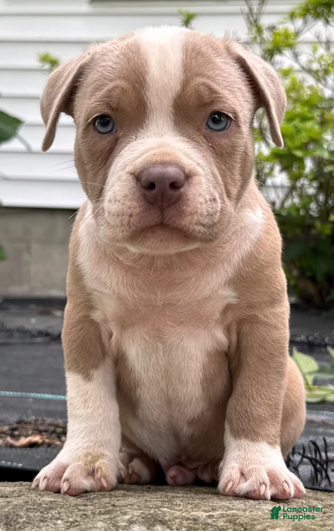 American Bully dogs for sale: Fawn Male - Ad 2