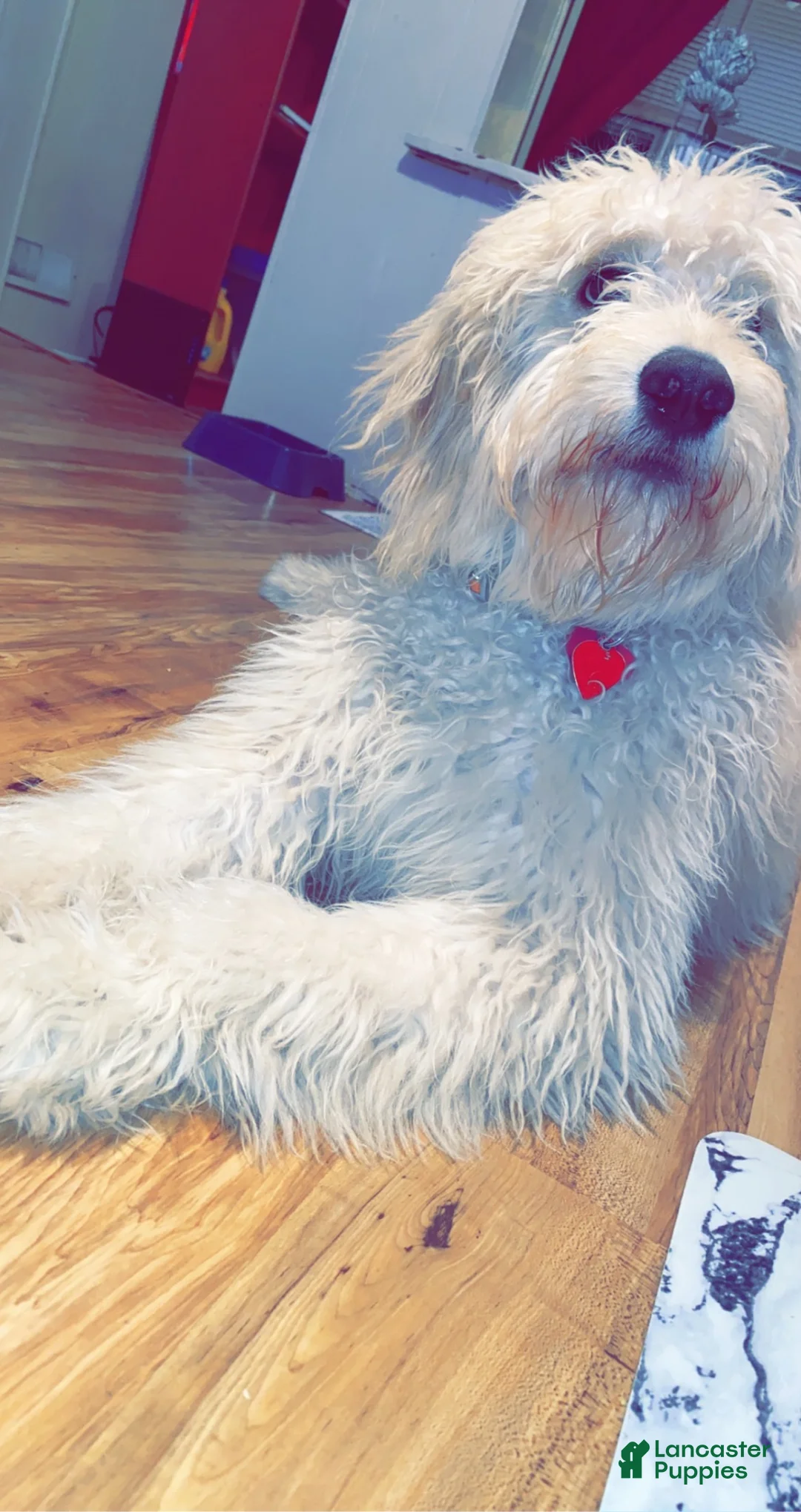 Labradoodle dogs for sale: Black Lab (Male) - Ad 3