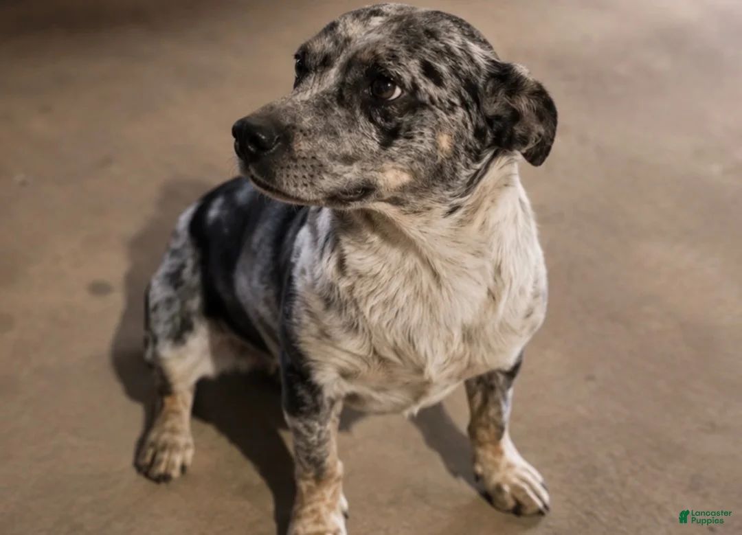 Mixed Breed dogs for sale: Puppy 6 - Ad 2