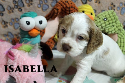 Cocker Spaniel dogs Isabella - Ad 2