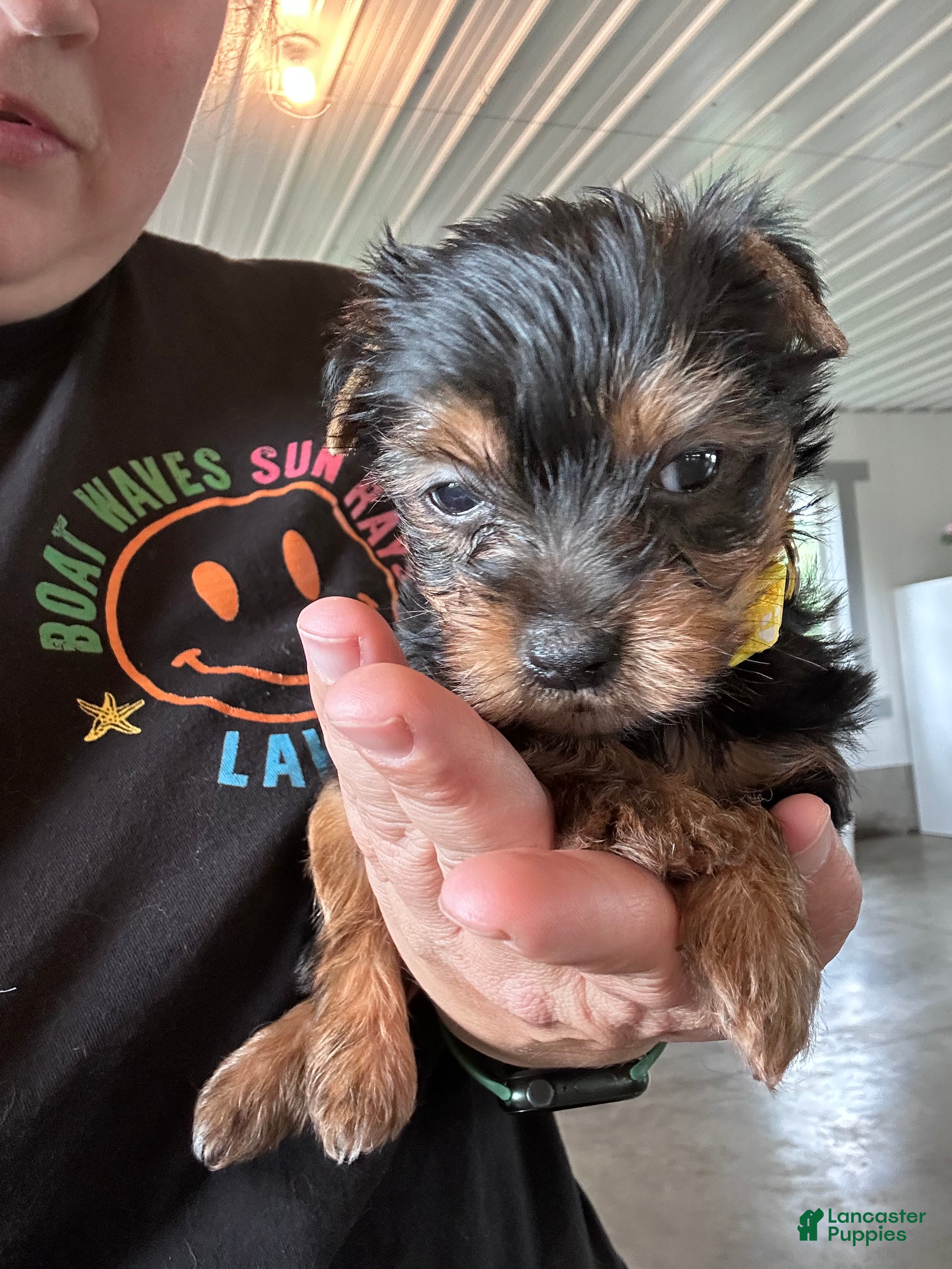 Yorkshire Terrier dogs Jeff  - Ad 2