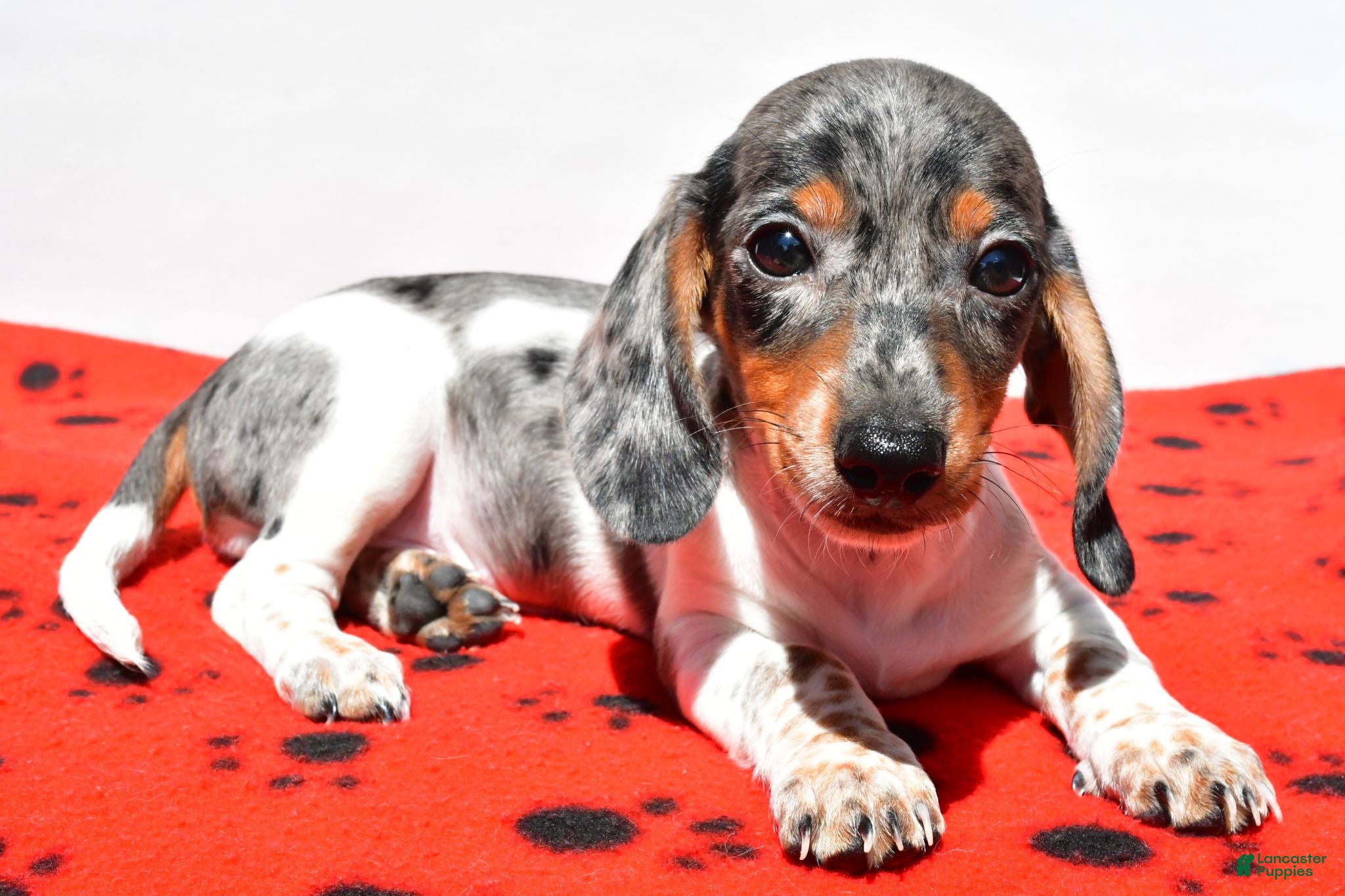 Dachshund dogs Bo - Ad 2