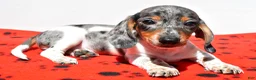 Dachshund dogs for sale: Bo - Ad 2