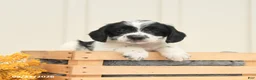 Mixed Breed dogs for sale: Felix - Ad 3