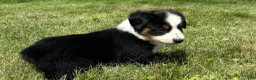 Miniature Australian Shepherd dogs for sale: #1 Black Tri Female - Ad 2
