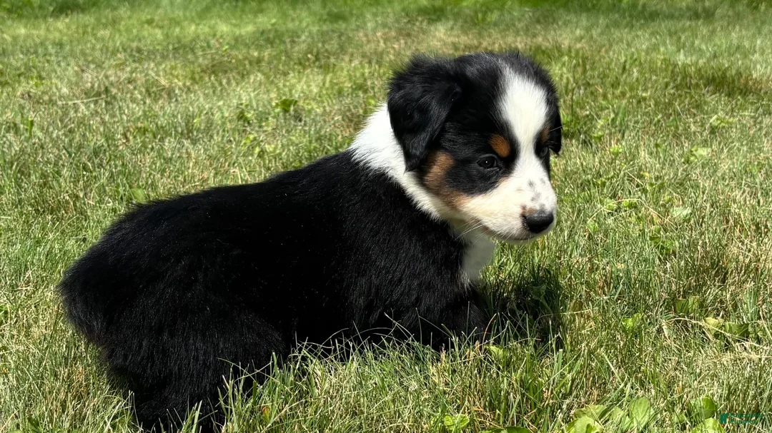 Miniature Australian Shepherd dogs for sale: #1 Black Tri Female - Ad 2