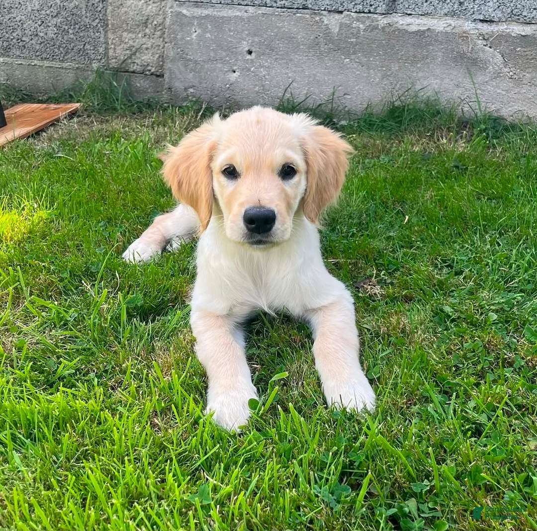 Golden Retriever dogs for sale: Golden Retriever Rossy - Ad 1